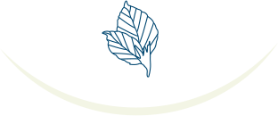 illustration feuille